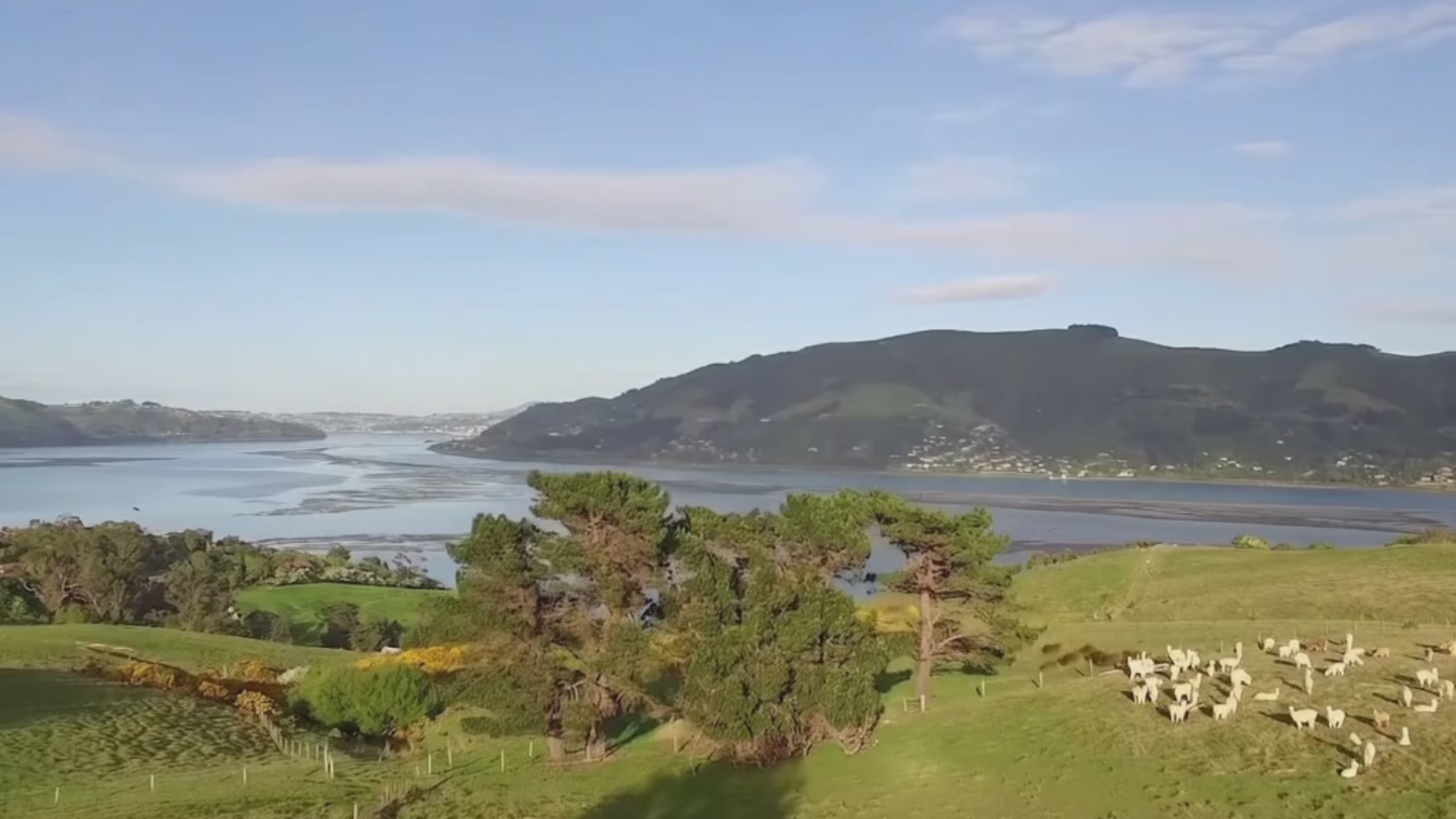 Load video: High quality New Zealand Wool